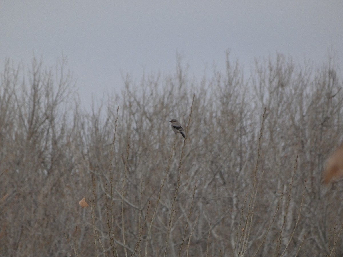 Northern Shrike - ML645998285