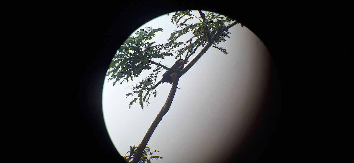 Bearded Barbet - ML645998291