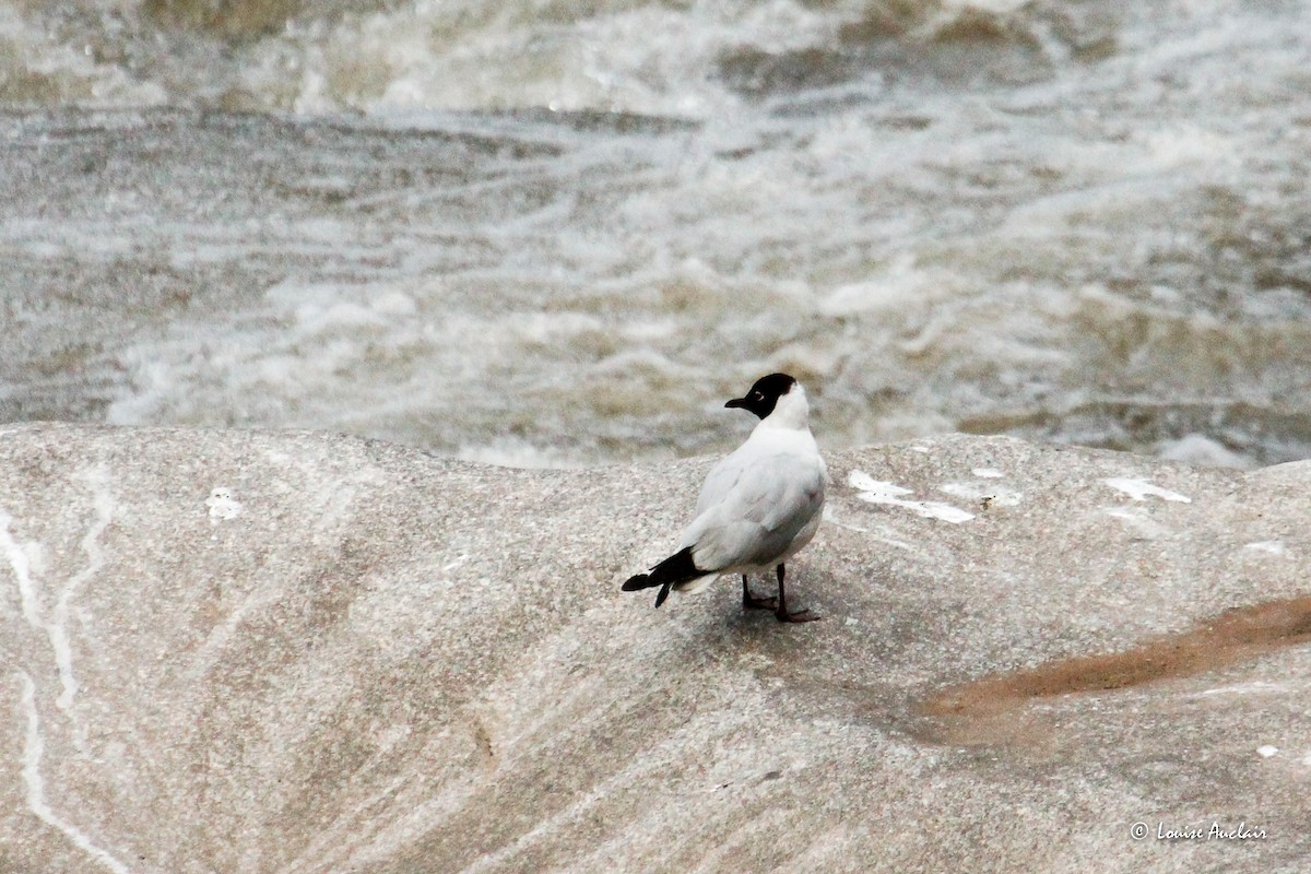 Andean Gull - ML645998292