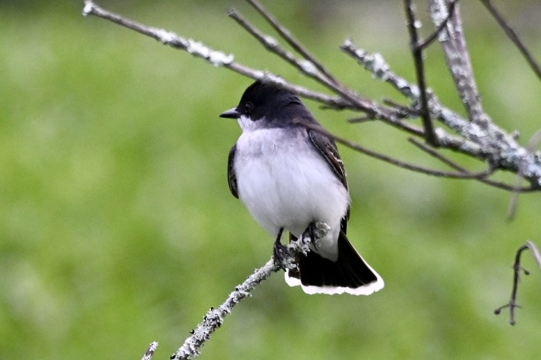 tyran obecný - ML645998299