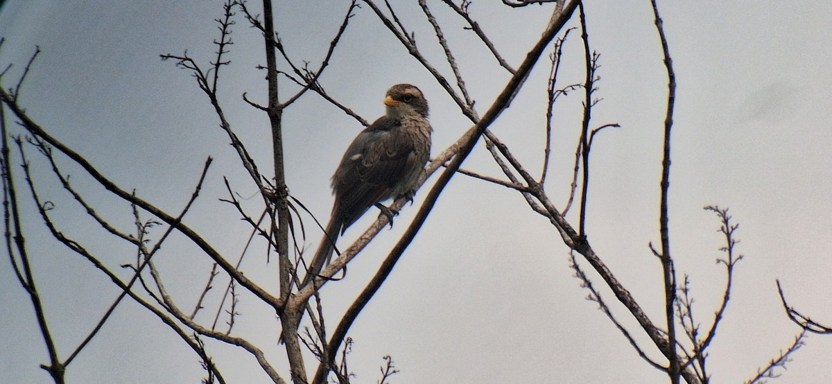 Yellow-billed Shrike - ML645998300