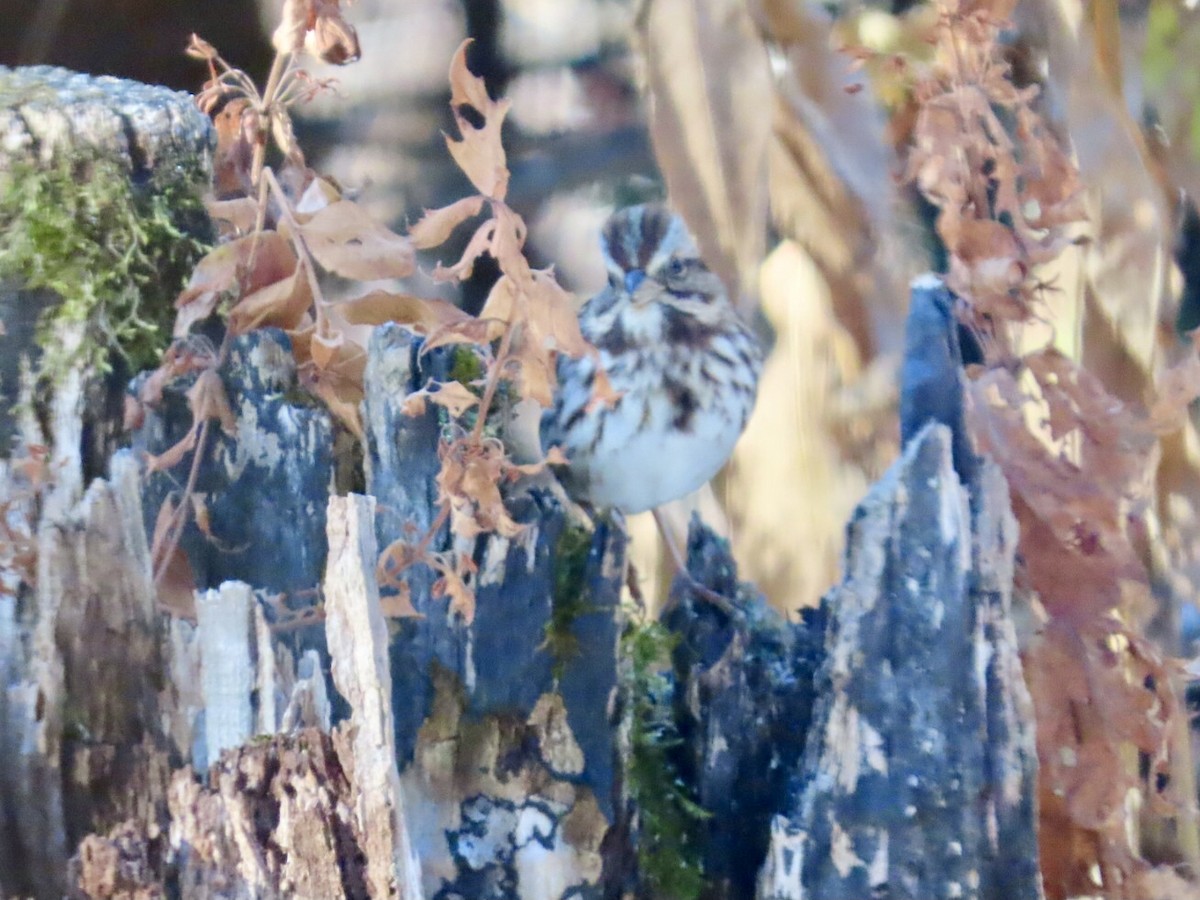 Song Sparrow - ML645998302