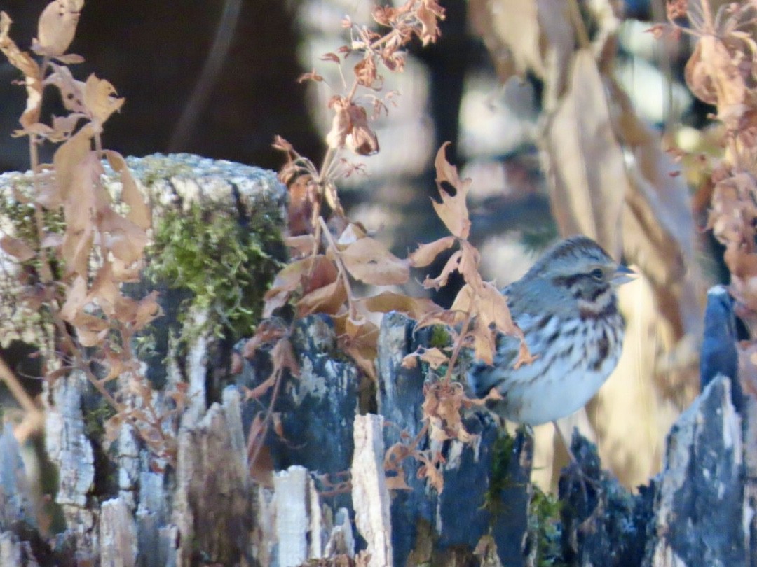 Song Sparrow - ML645998303