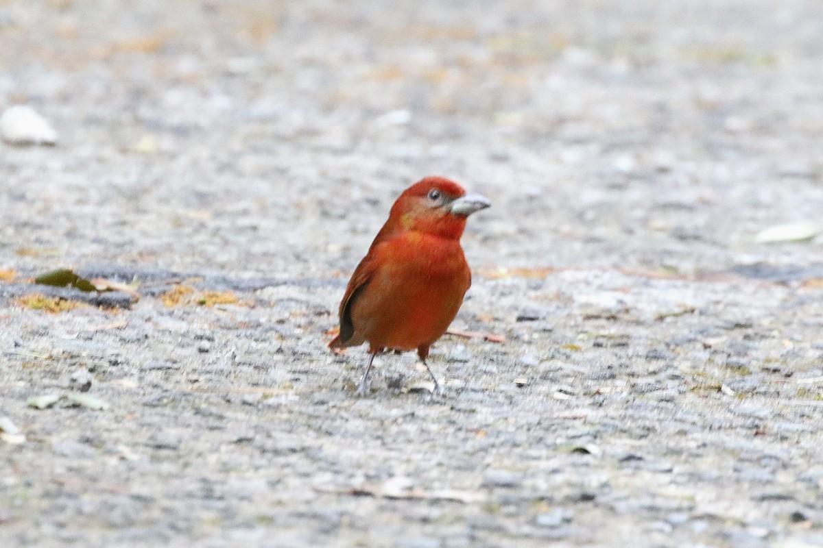 Hepatic Tanager - ML645998312