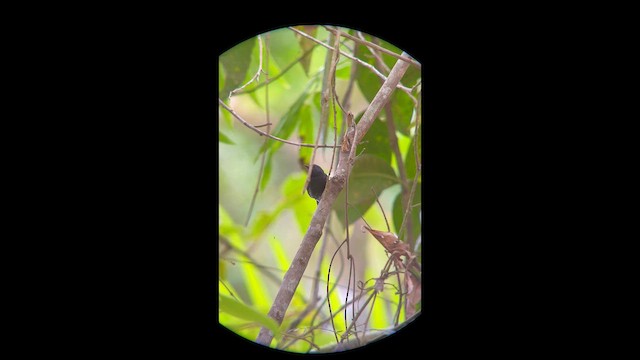 Black-hooded Antwren - ML645998313