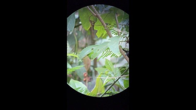 Black-hooded Antwren - ML645998314