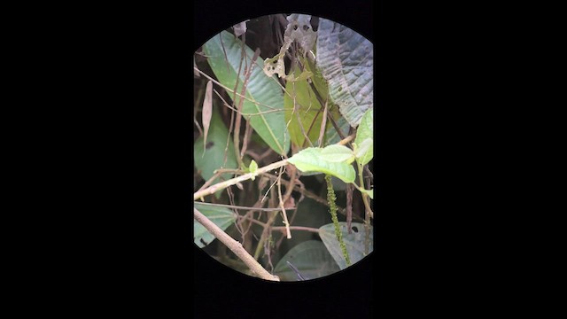 Black-hooded Antwren - ML645998315