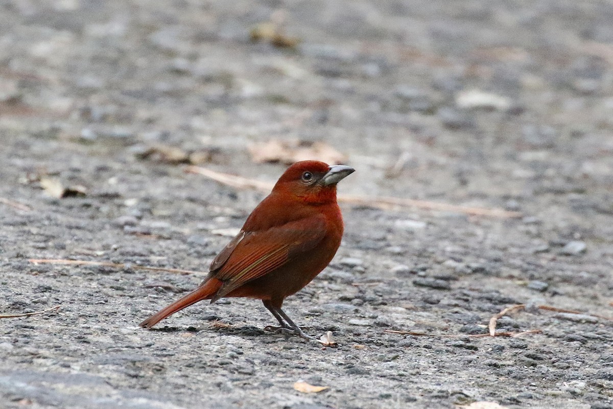 Hepatic Tanager - ML645998317