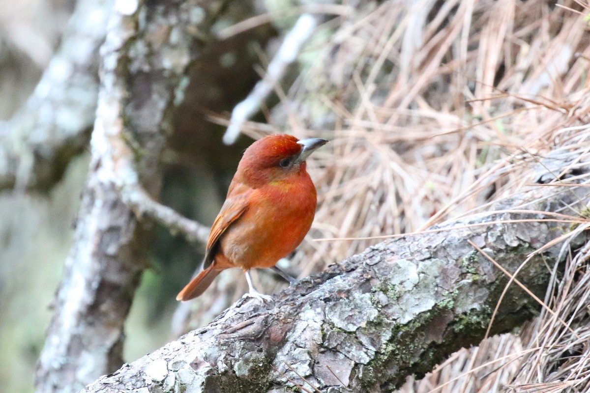 Hepatic Tanager - ML645998318