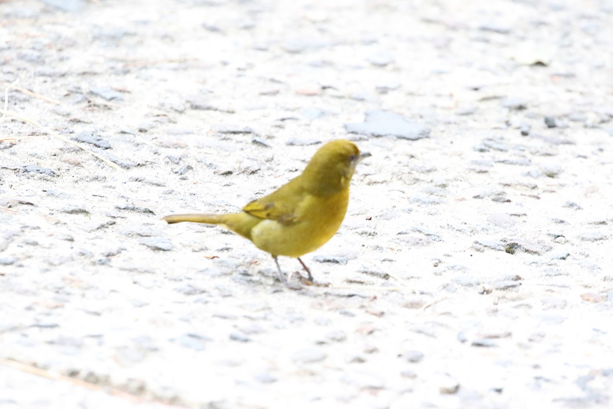 Hepatic Tanager - ML645998341