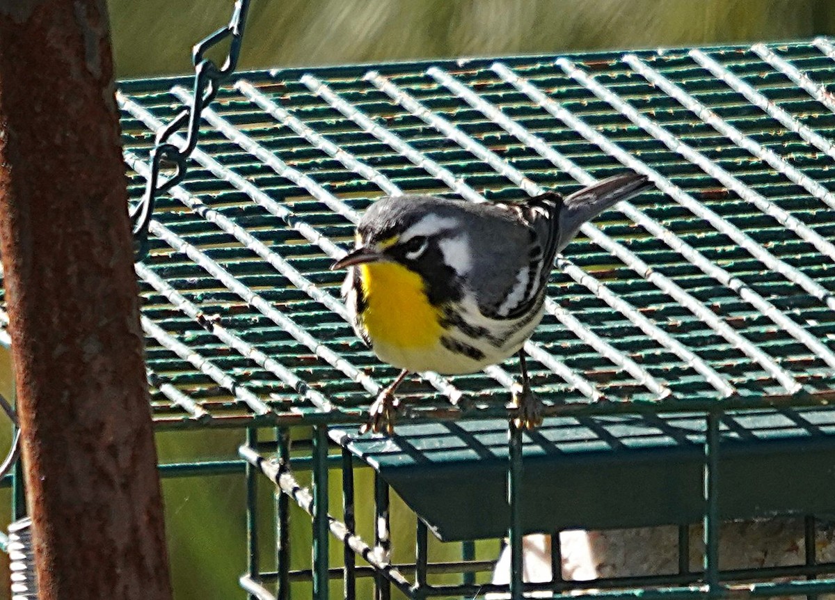 Yellow-throated Warbler - ML645998342