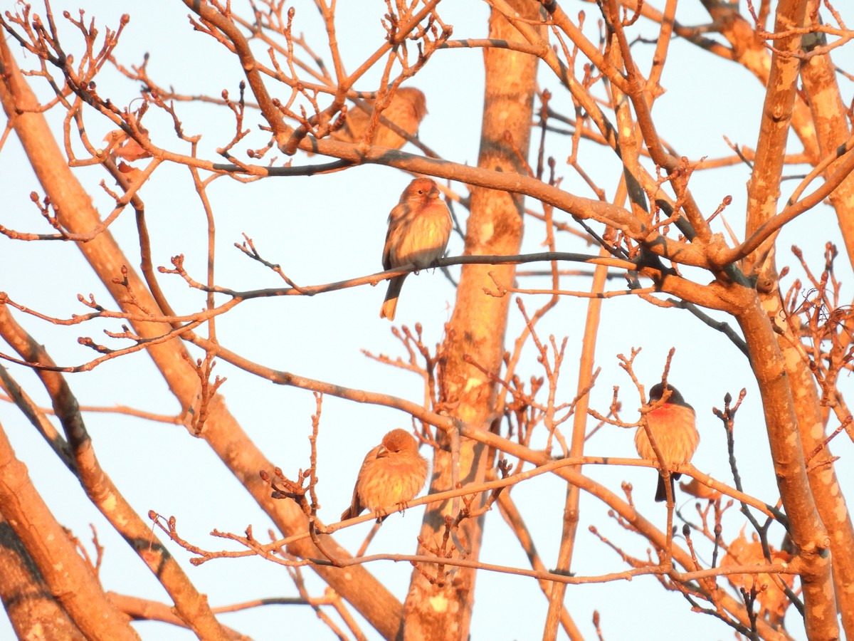 House Finch - ML645998344