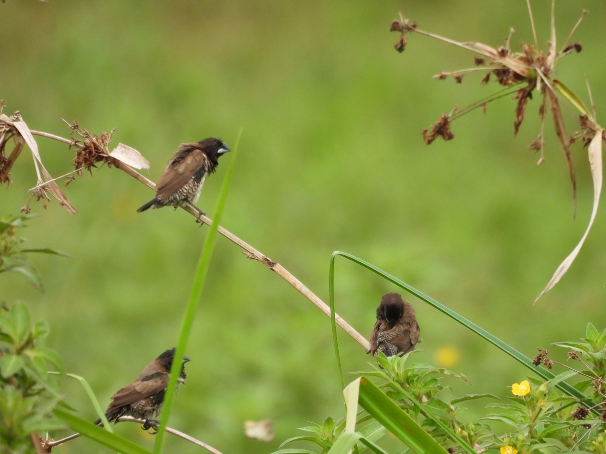 Bronze Mannikin - ML645998347