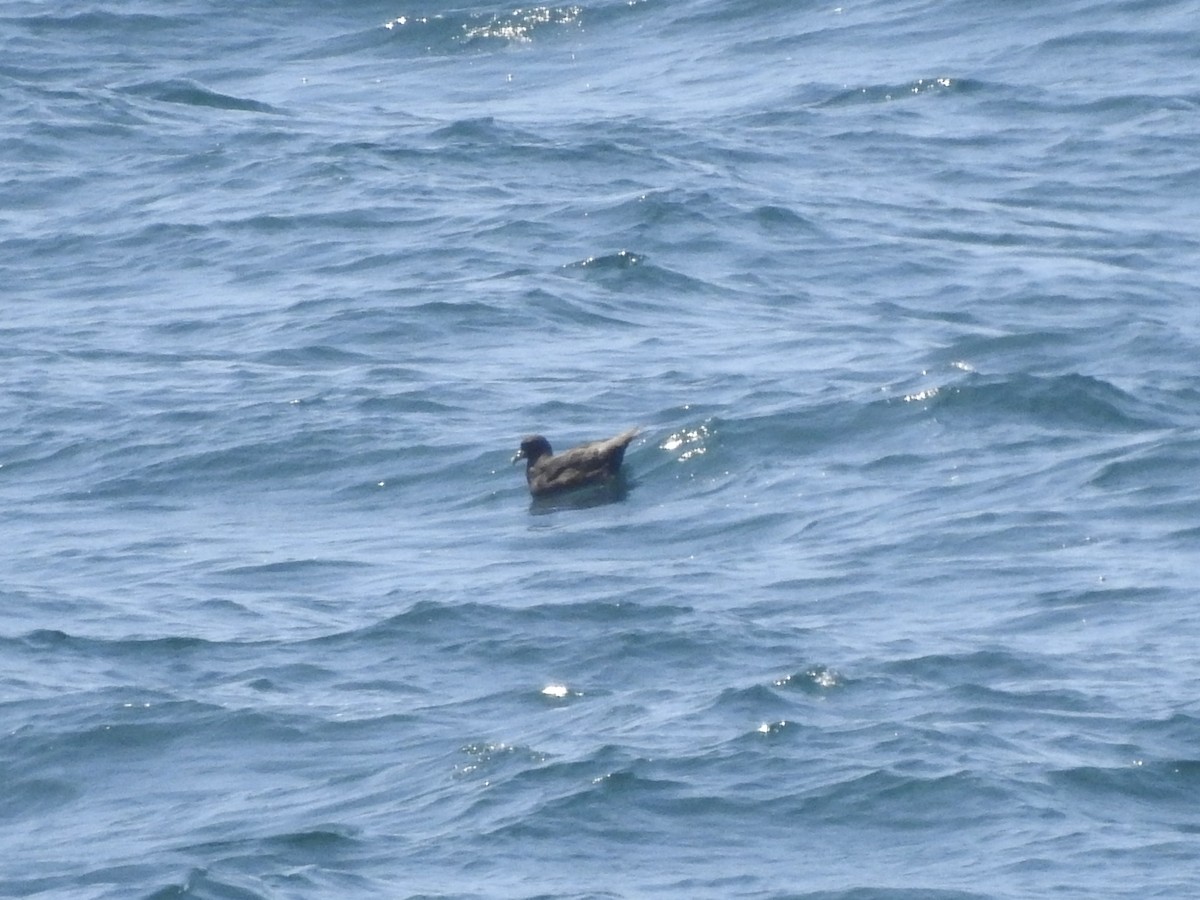 White-chinned Petrel - ML645998353