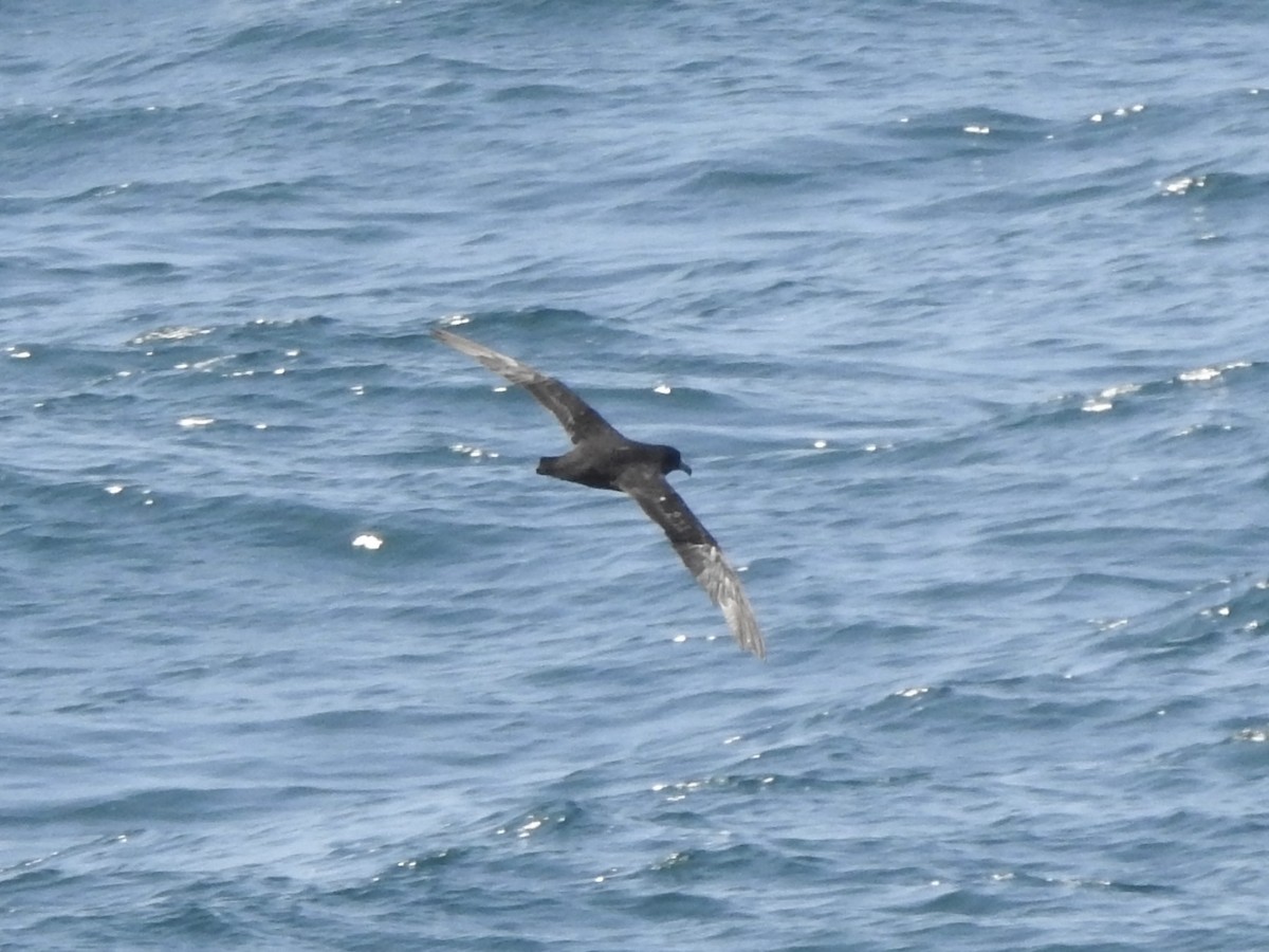 White-chinned Petrel - ML645998354
