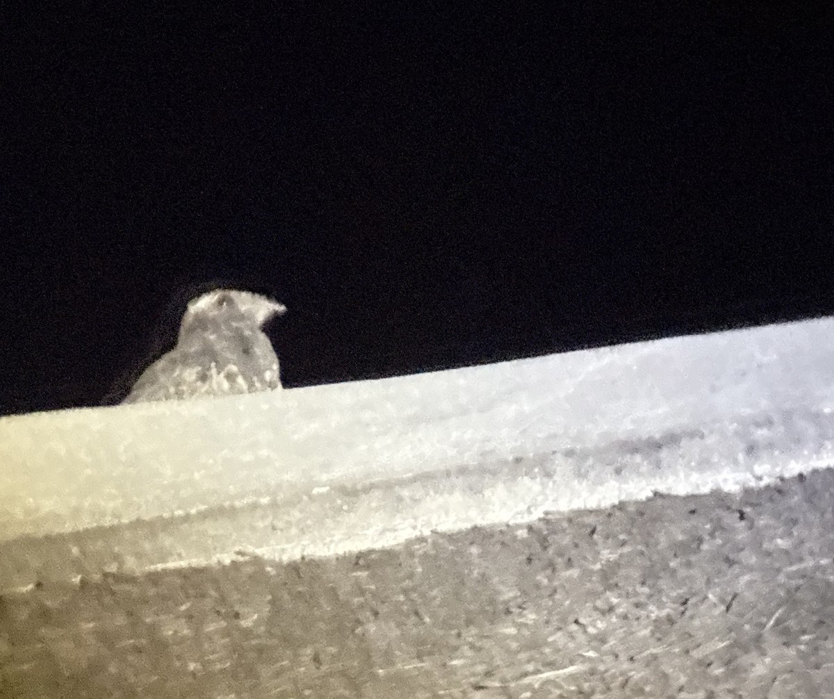 Freckled Nightjar - ML645998355