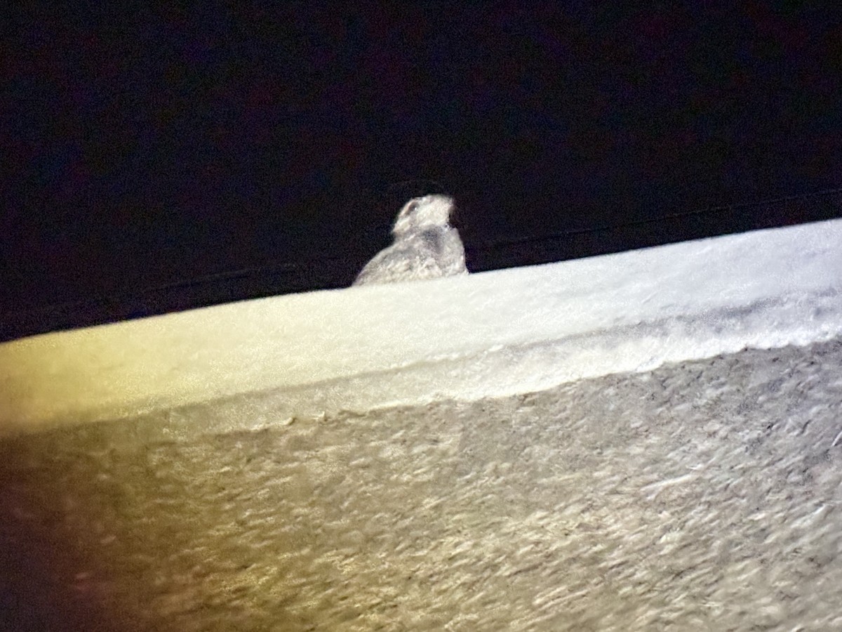 lelek pihovaný - ML645998356