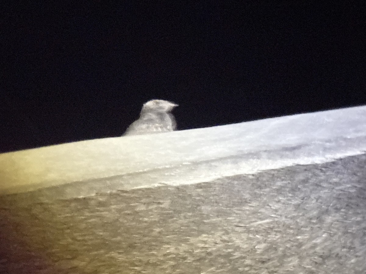 lelek pihovaný - ML645998357