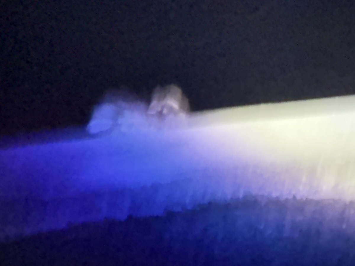 Freckled Nightjar - ML645998358