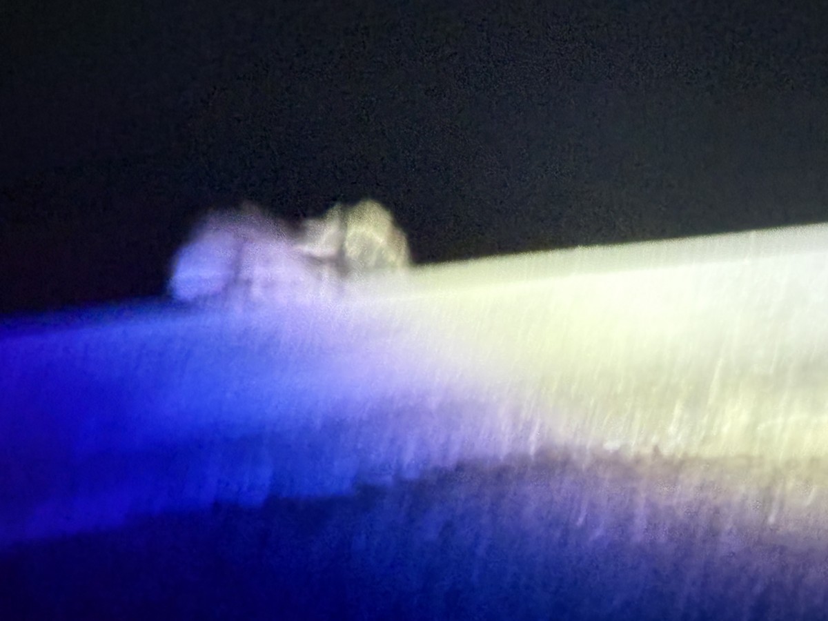 Freckled Nightjar - ML645998359