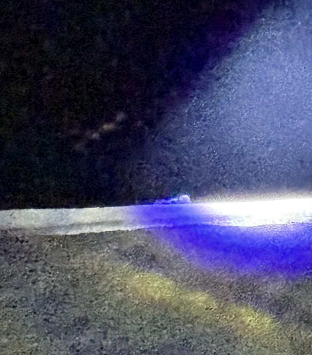 Freckled Nightjar - ML645998360