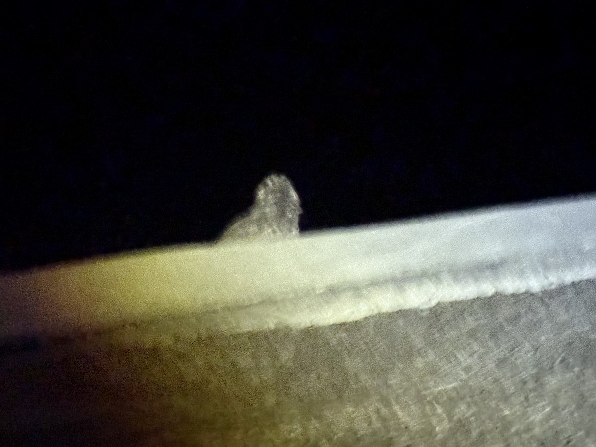 Freckled Nightjar - ML645998361