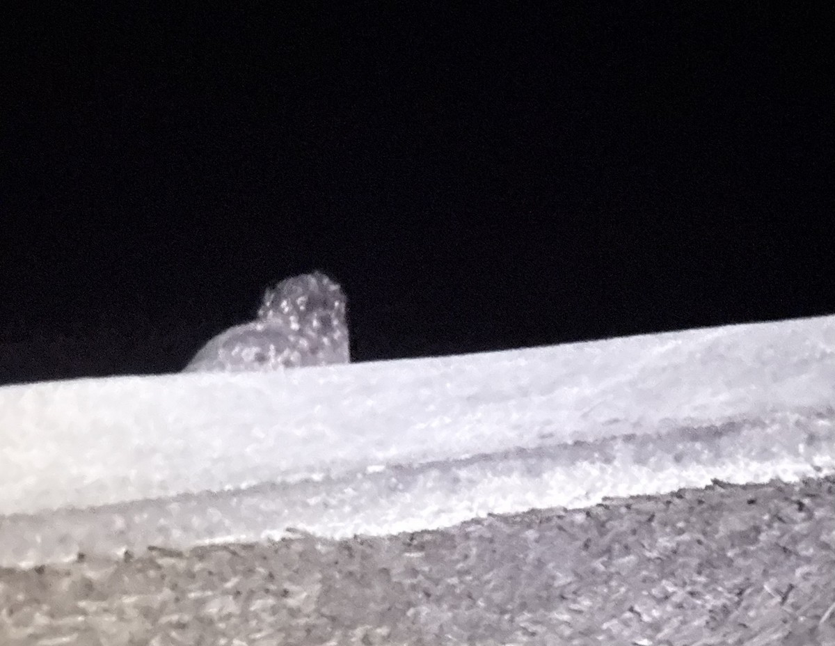 Freckled Nightjar - ML645998362