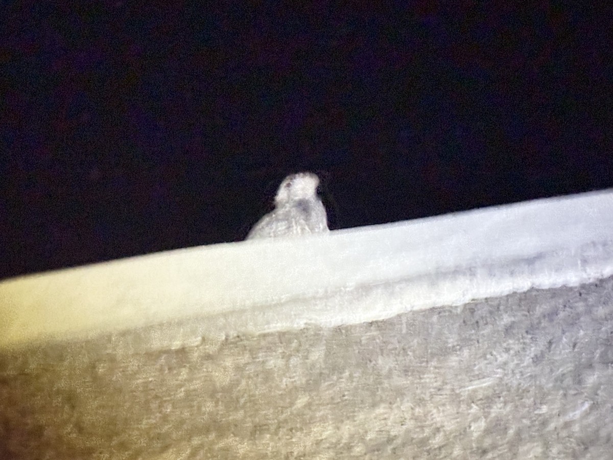 Freckled Nightjar - ML645998363