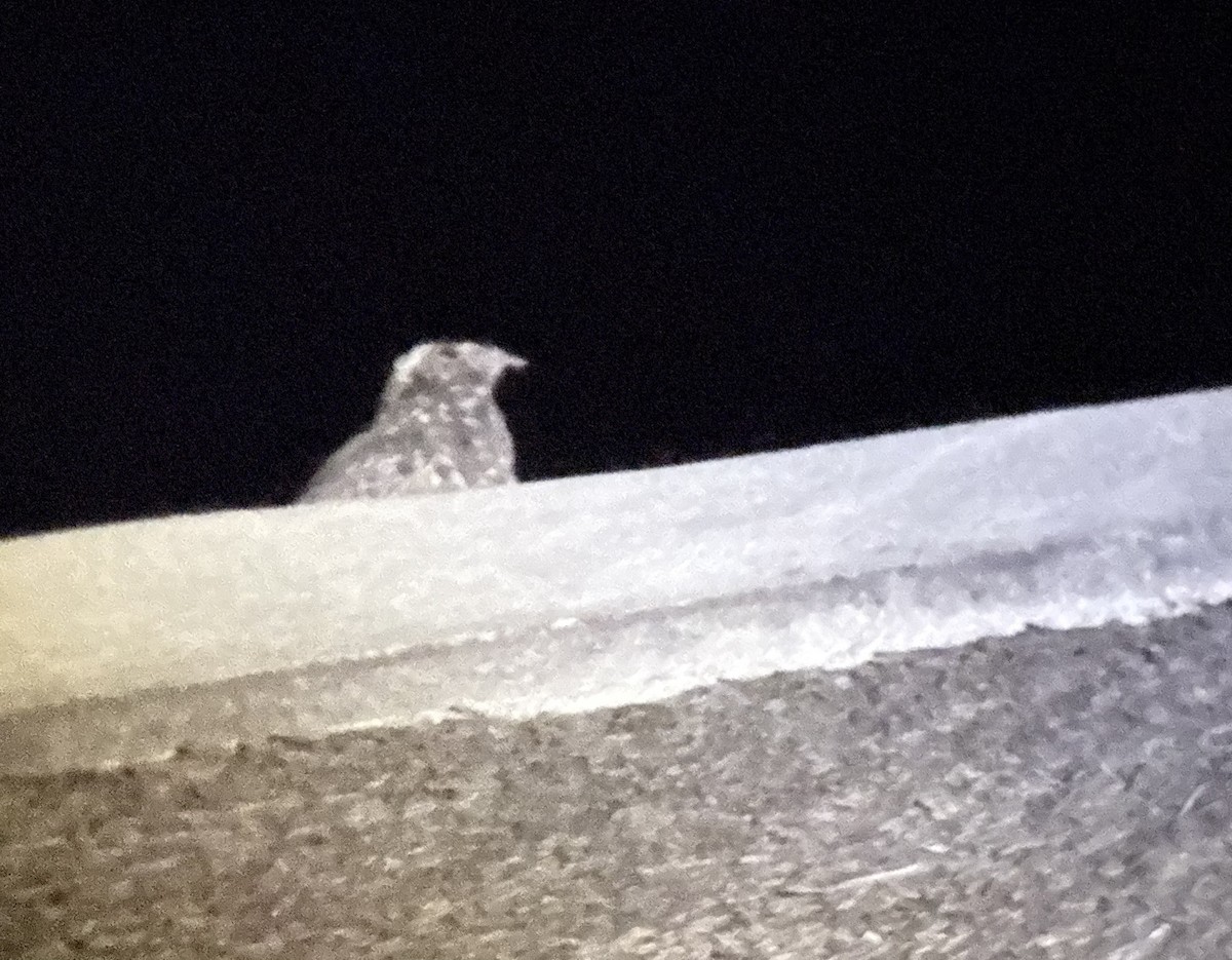 Freckled Nightjar - ML645998364