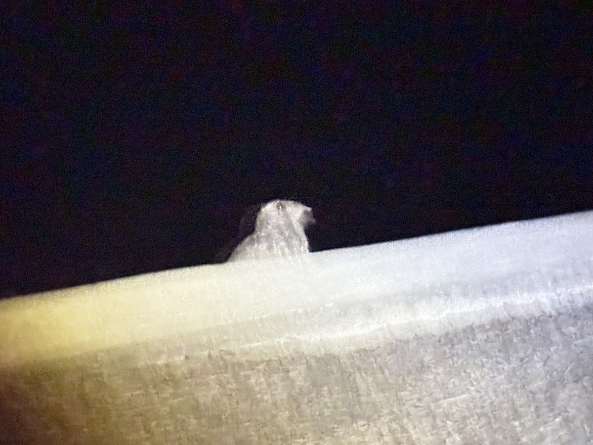 Freckled Nightjar - ML645998365