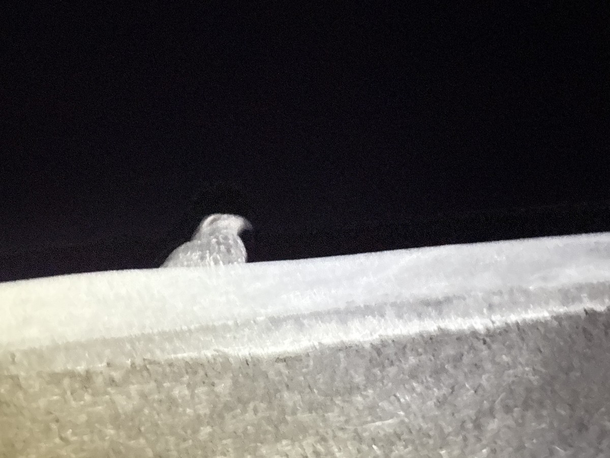 Freckled Nightjar - ML645998366