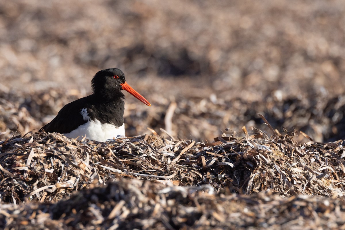 Pied Oystercatcher - ML645998367