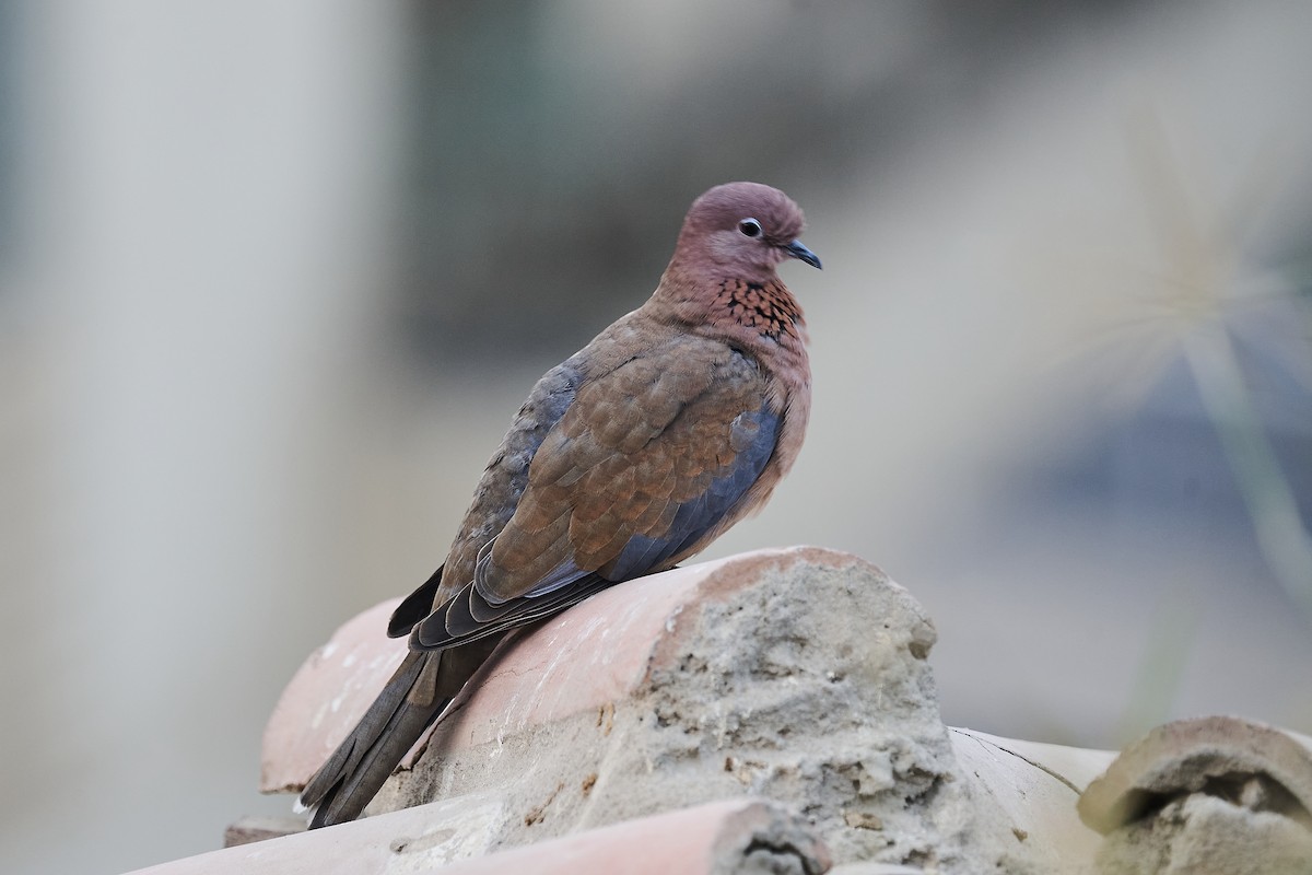 Laughing Dove - ML645998370