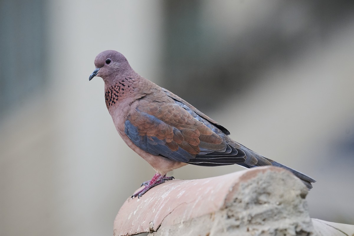 Laughing Dove - ML645998371