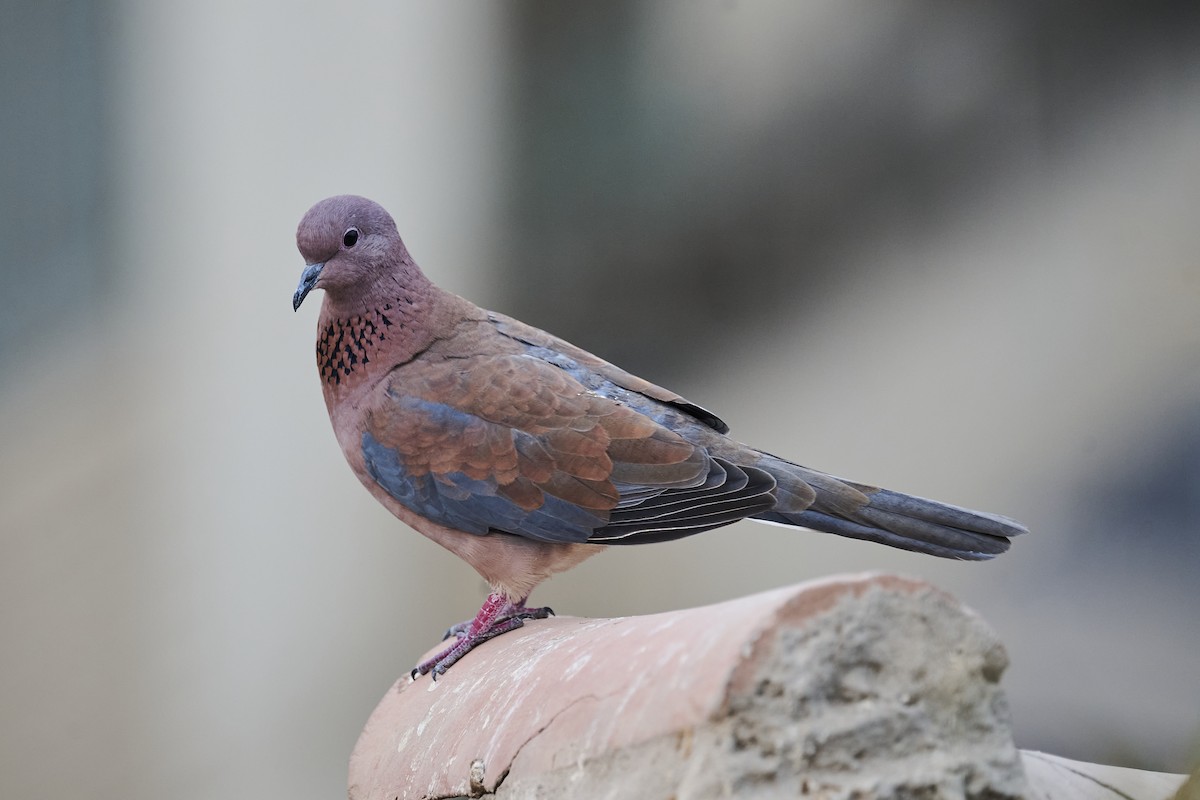Laughing Dove - ML645998372