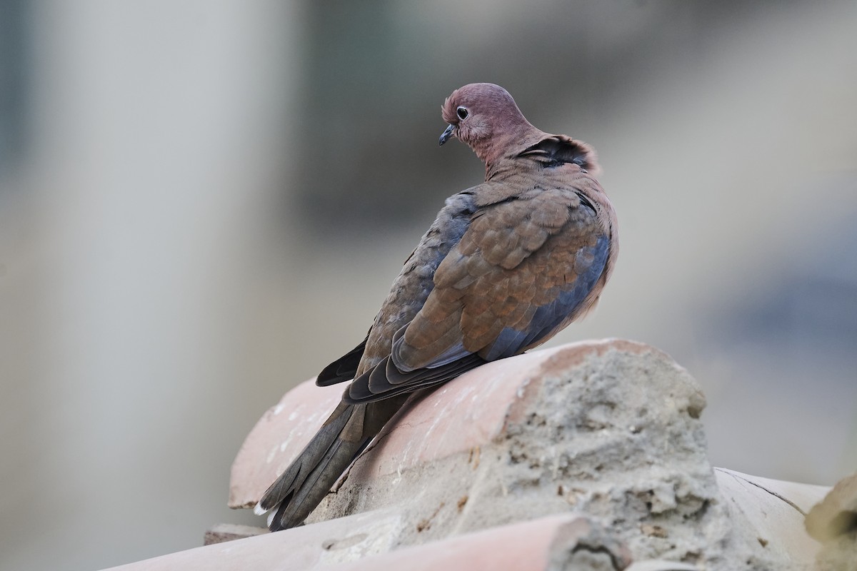 Laughing Dove - ML645998373