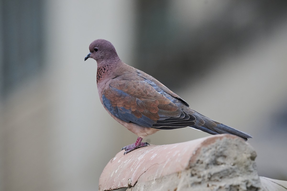 Laughing Dove - ML645998374
