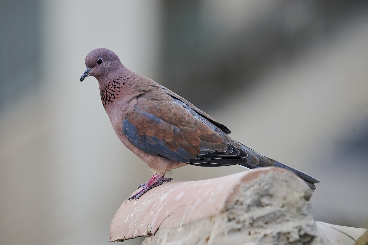 Laughing Dove - ML645998375