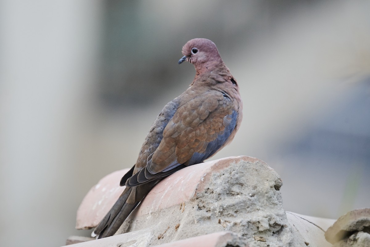 Laughing Dove - ML645998376