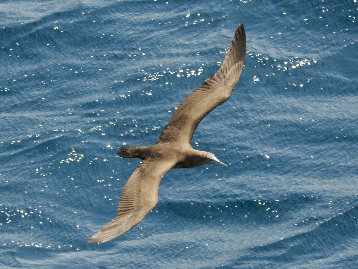 Cocos Booby - ML645998378