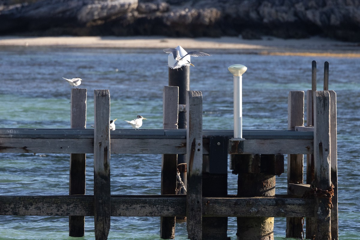 Great Crested Tern - ML645998379