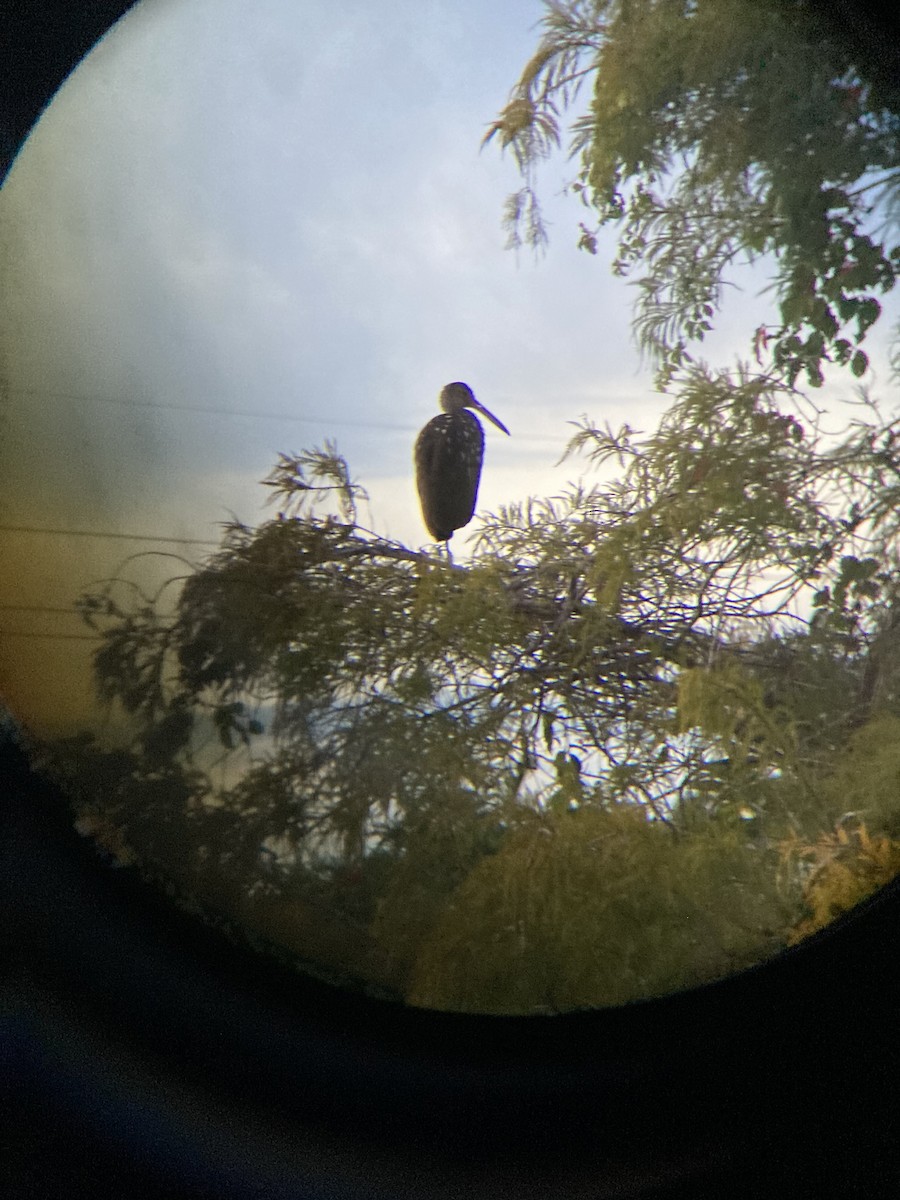 Limpkin - ML645998380