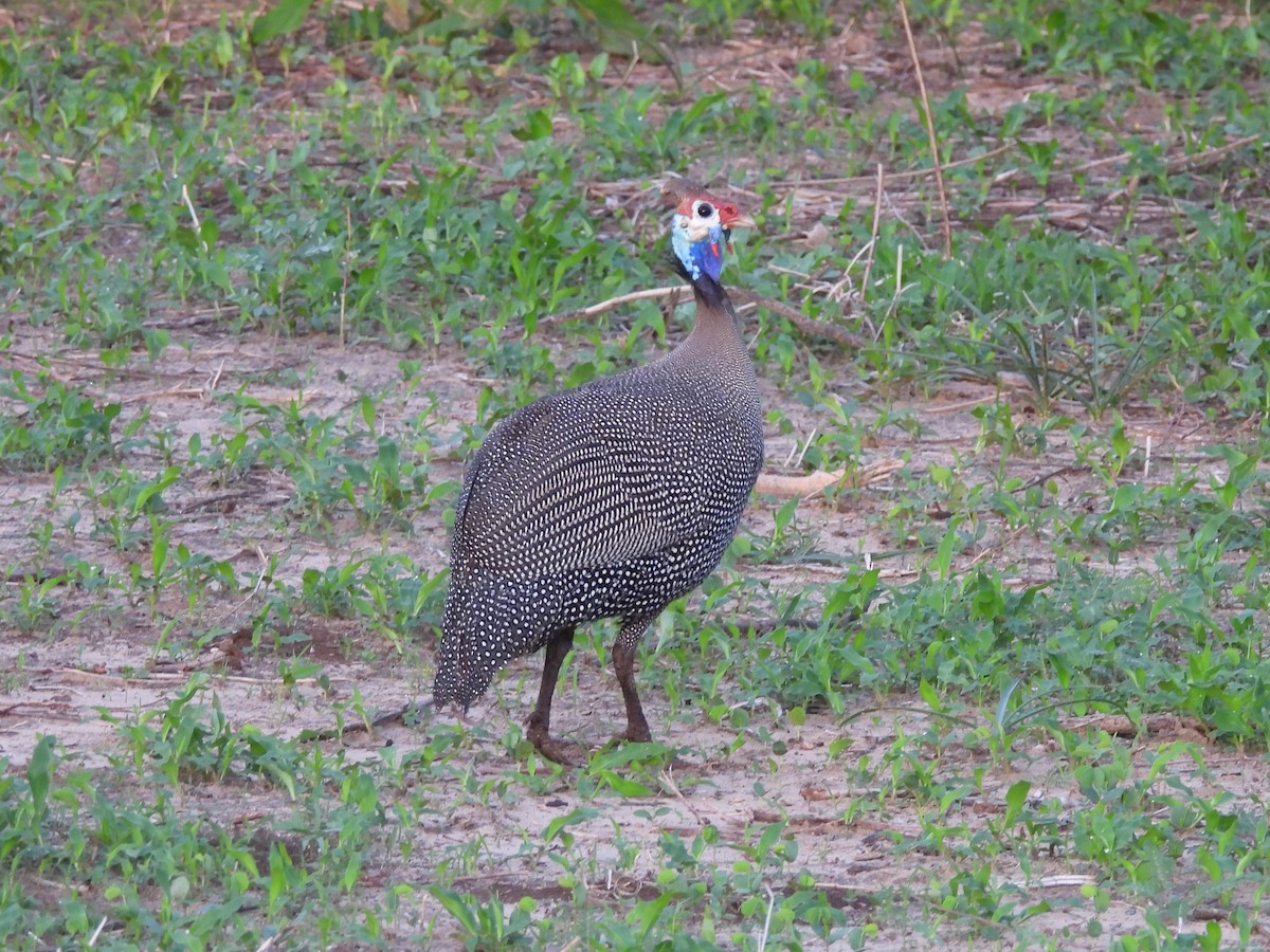 Helmeted Guineafowl - ML645998381