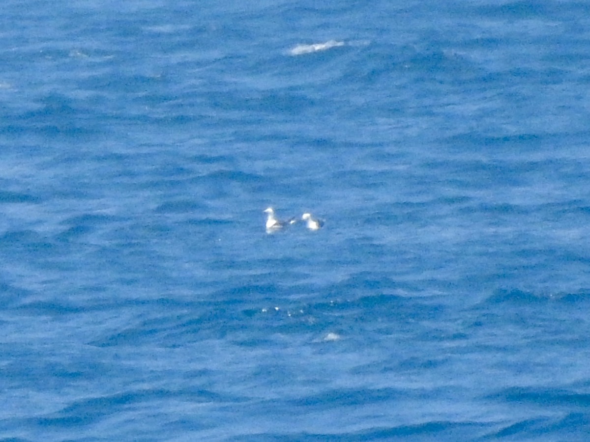 Kelp Gull - ML645998382