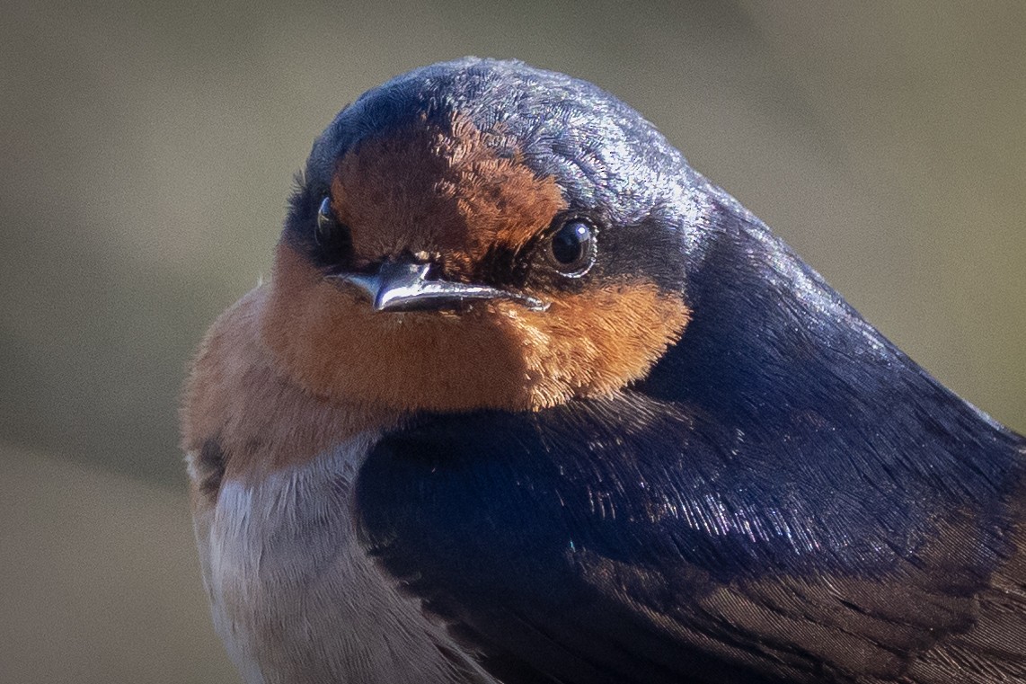 Welcome Swallow - ML645998383