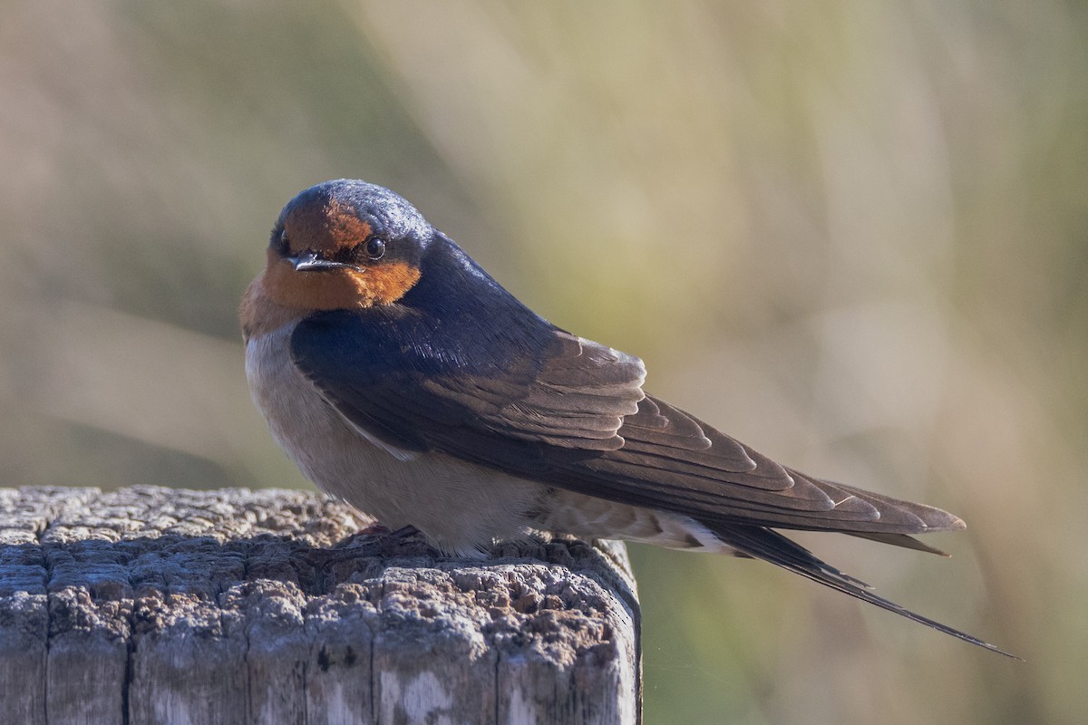 Welcome Swallow - ML645998384