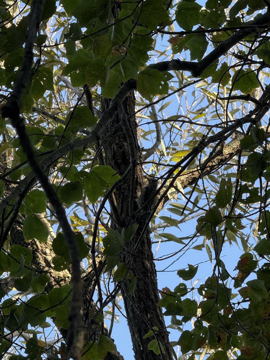Yellow-bellied Sapsucker - ML645998387