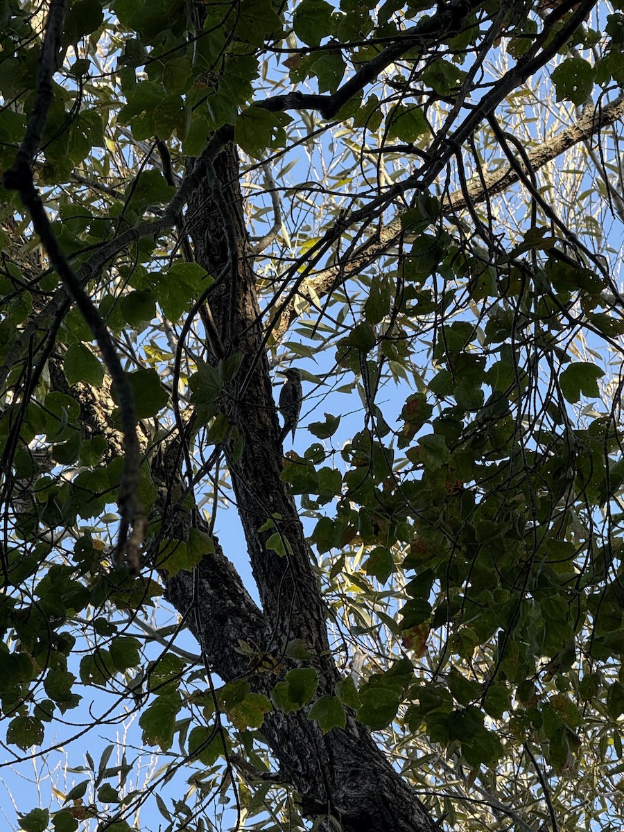 Yellow-bellied Sapsucker - ML645998388