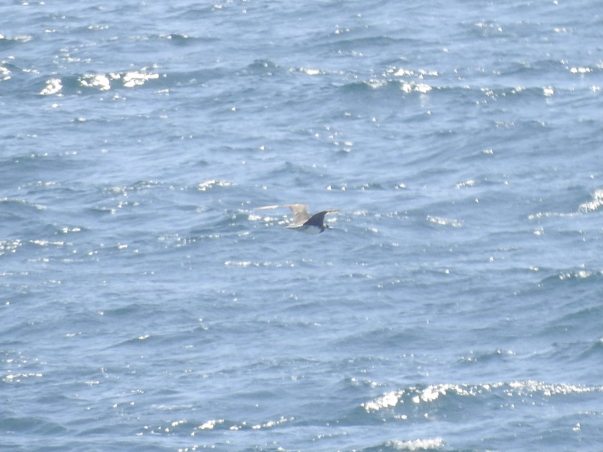 jaeger sp. - ML645998390