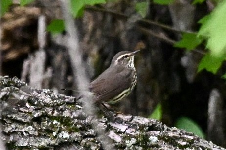 Louisiana/Northern Waterthrush - ML645998395